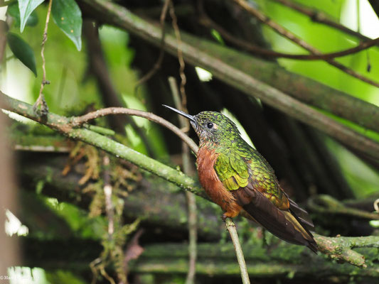 ROTBAUCHKOLIBRI, CHESTNUT-BREASTED CORONET - BOISSONNEAUA MATTHEWSII