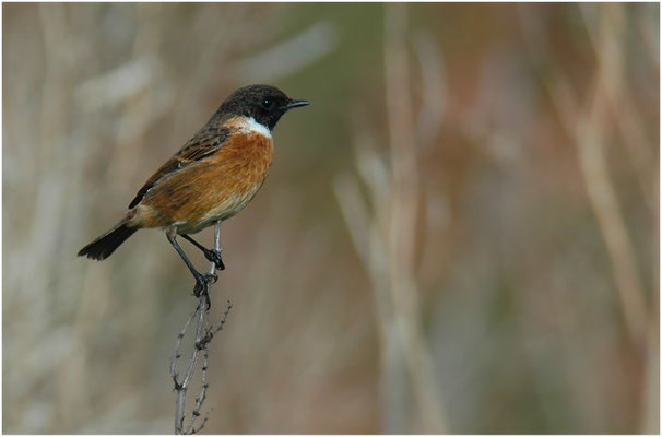 SCHWARZKEHLCHEN, STONECHAT, SAXICOLA TORQUATUS