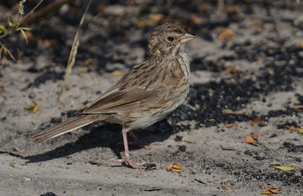 Abendammer, Vesper sparrow, pooecetes gramineus