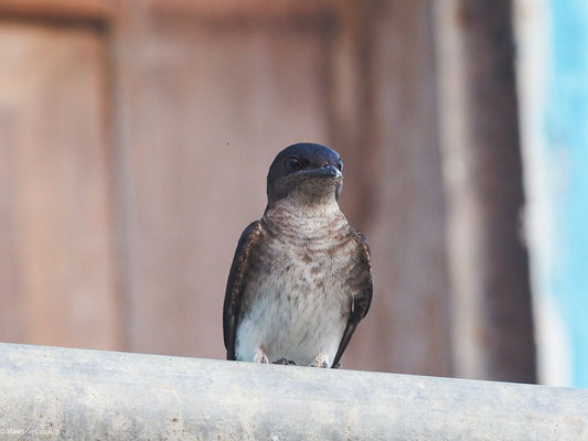 Graubrustschwalbe, Gray-breasted Martin - Progne chalybea