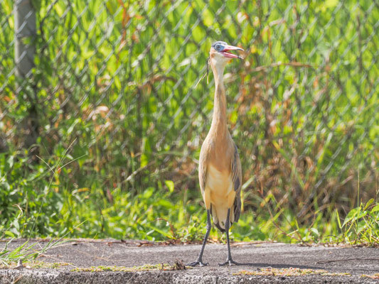 Pfeifreiher, Whistling Heron - Syrigma sibilatrix