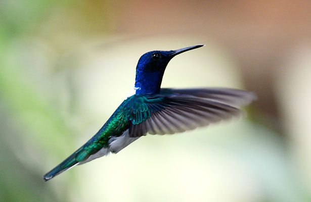 WEISSNACKENKOLIBRI, WHITE-NECKED JACOBIN, FLORISUGA MELLIVORA