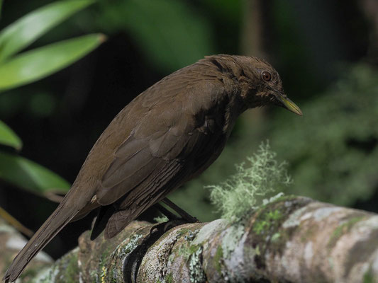 GILBDROSSEL, CLAY-COLORED ROBIN, TURDUS GRAYI
