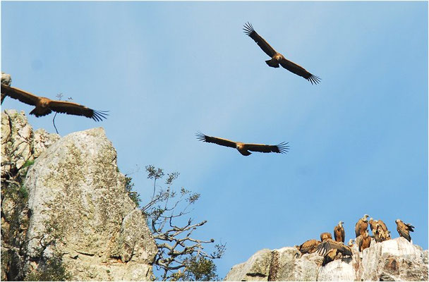 GÄNSEGEIER, GRIFFON VULTURE, GYPS FULVUS