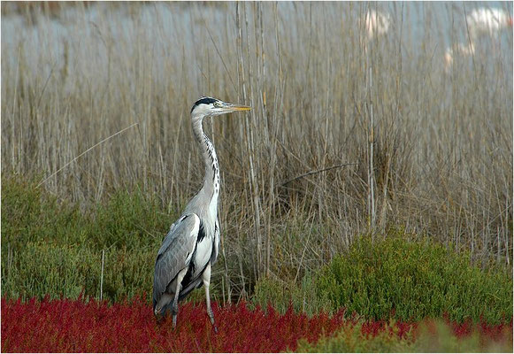 GRAUREIHER, GREY HERON, ARDEA CINEREA