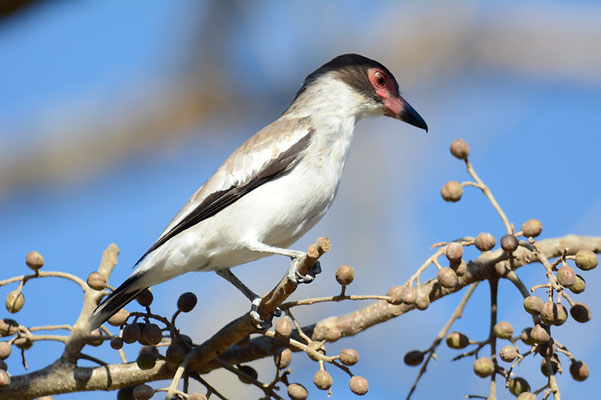 WEISSNACKENTITYRA, MASKED TITYRA, TITYRA SEMIFASCIATA