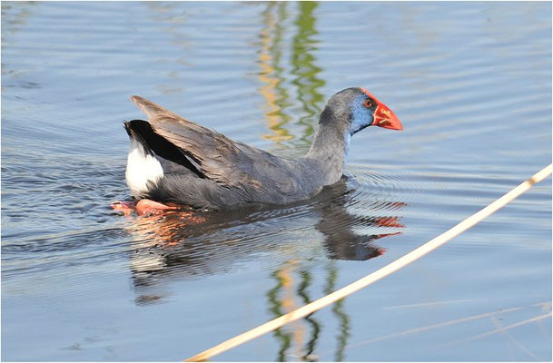 PURPURHUHN, PURPLE SWAMPHEN, PORPHYRIO PORPHYRIO
