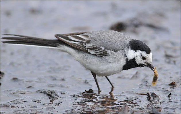 BACHSTELZE,WHITE WAGTAIL, MOTACILLA ALBA