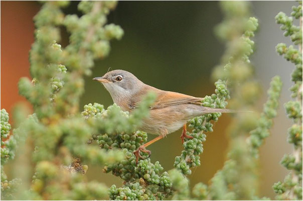 BRILLENGRASMÜCKE, SPECTACLED WARBLER, SYLVIA CONSPICILLATA