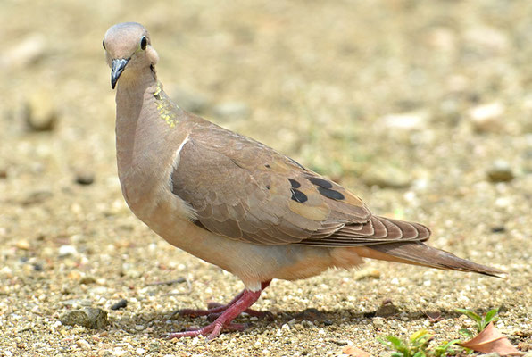 OHRFLECKTAUBE, EARED DOVE, ZENAIDA AURICULATA