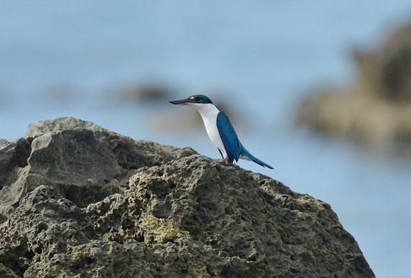 HALSBANDLIEST, COLLARED KINGFISHER, HALYCON CHLORIS