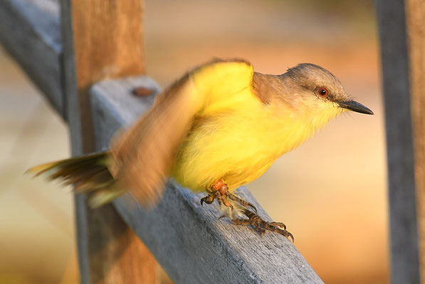 STELZENTYRANN, CATTLE TYRANT, MACHETORNIS RIXOSA