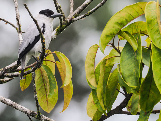 SCHWARZKAPPEN-BEKARDE, BLACK-CROWNED TITYRA, TITYRA INQUISITOR