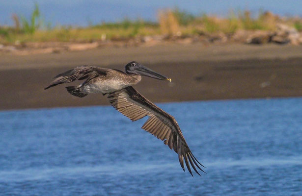 BRAUNER PELIKAN, BROWN PELICAN, PELECANUS OCCIDENTALIS