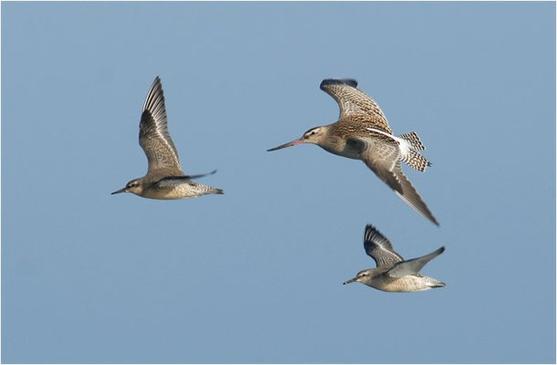 PFUHLSCHNEPFE, BAR-TAILED GODWIT, LIMOSA LAPPONICA