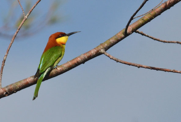 BENGALSPINT, CHESTNUT-HEADED BEE-EATER, MEROPS LESCHENAULTI