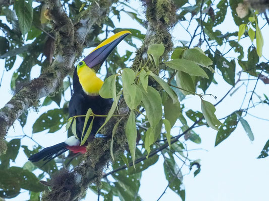 GOLDKEHLTUKAN, BLACK-MANDIBLED TOUCAN - RAMPHASTOS AMBIGUUS