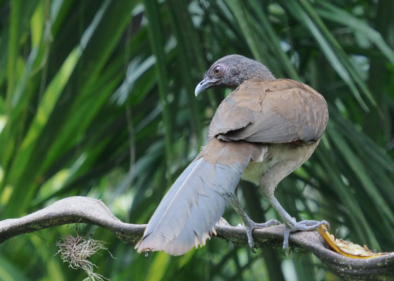 GRAUKOPFCHACHALACA, GRAY-HEADED CHACHALACA, ORTALIS CINEREICEPS