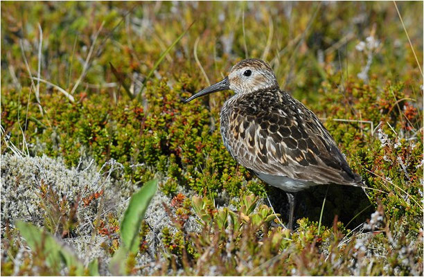 ALPENSTRANDLÄUFER, DUNLIN, CALIDRIS ALPINA