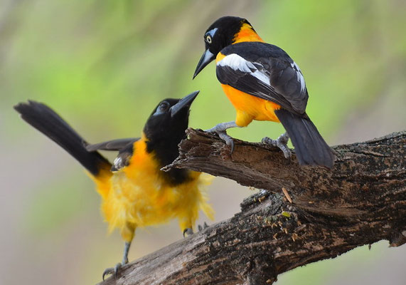 WEISSFLÜGELTRUPIAL,  VENEZUELAN TROUPIAL, ICTERUS ICTERUS