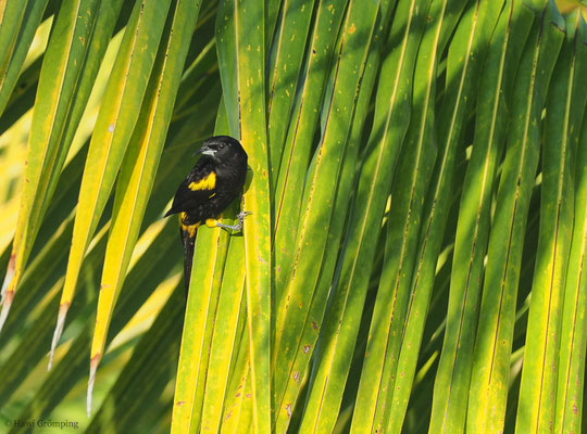 HISPANIOLTRUPIAL, BLACK-COWLED ORIOLE, ICTERUS DOMINICENSIS