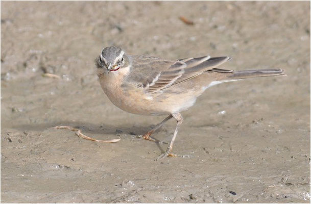 BERGPIEPER, WATER PIPIT, ANTHUS SPINOLETTA