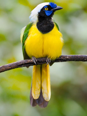 GRÜNHÄHER, GREEN JAY - CYANOCORAX YNCAS