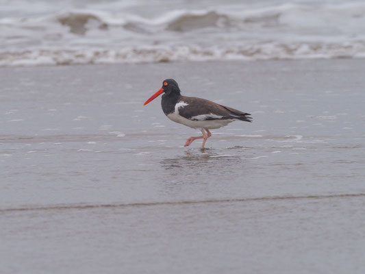 Braunmantel-Austernfischer, American Oystercatcher - Haematopus palliatus