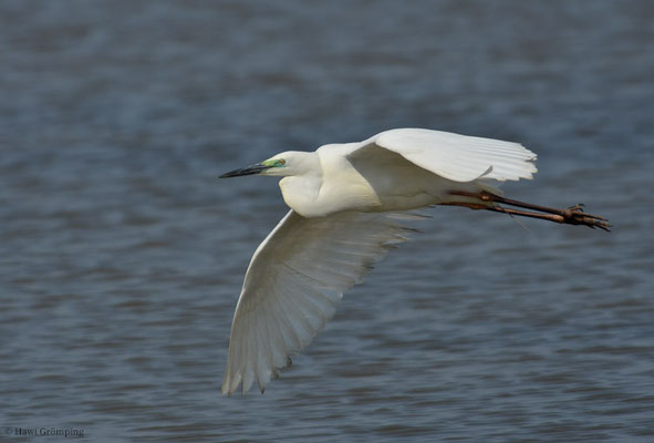 SILBERREIHER, GREAT EGRET, EGRETTA ALBA