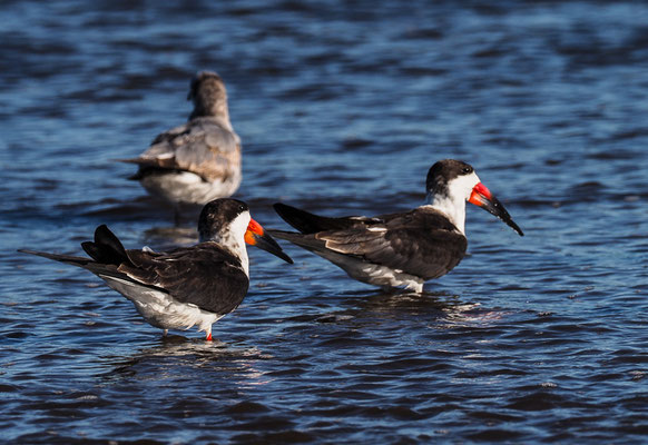SCHWARZMANTEL-SCHERENSCHNABEL, BLACK SKIMMER, RYNCHOPS NIGER