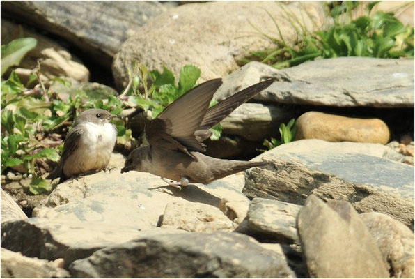 FELSENSCHWALBE, CRAG MARTIN,  PTYONOPROGNE RUPESTRIS