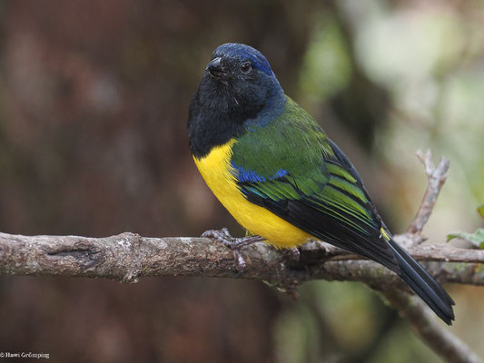SCHWARZBRUST-BERGTANGARE, BLACK-CHESTED MOUNTAIN-TANAGER - CNEMATHRAUPIS EXIMIA