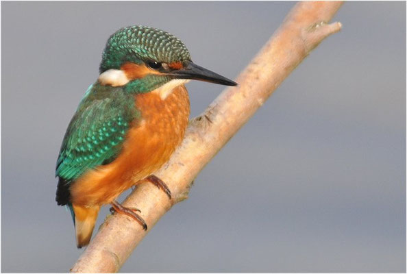 EISVOGEL, COMMON KINGFISHER, ALCEDO ATTHIS