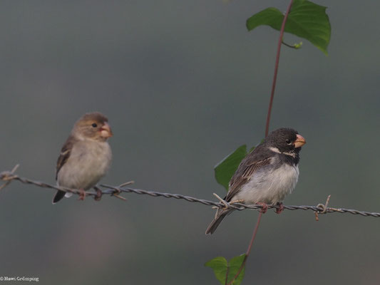 PAPAGEISCHNABELPFÄFFCHEN, PARROT-BILLED SEEDEATER - SPOROPHILA PERUVIANA