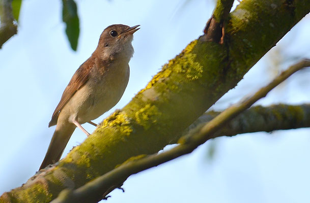 NACHTIGALL, NIGHTINGALE, LUSCINIA MEGARHYNCHOS