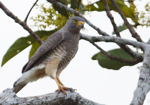 WEGEBUSSARD, ROADSIDE HAWK, BUTEO MAGNIROSTRIS