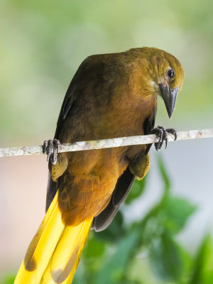 BREITHAUBEN-STIRNVOGEL, RUSSET-BACKED OROPENDOLA - PSAROCOLIUS ANGUSTIFRONS