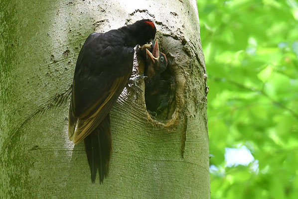 SCHWARZSPECHT,  BLACK WOODPECKER, DRYOCOPUS MARTIUS