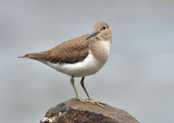 FLUSSUFERLÄUFER, COMMON SANDPIPER, ACTITIS HYPOLEUCUS