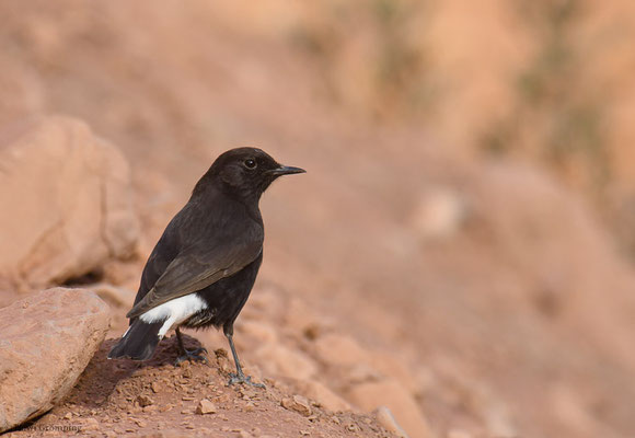 TRAUERSTEINSCHMÄTZER, BLACK WHEATEAR, OENANTHE LEUCURA