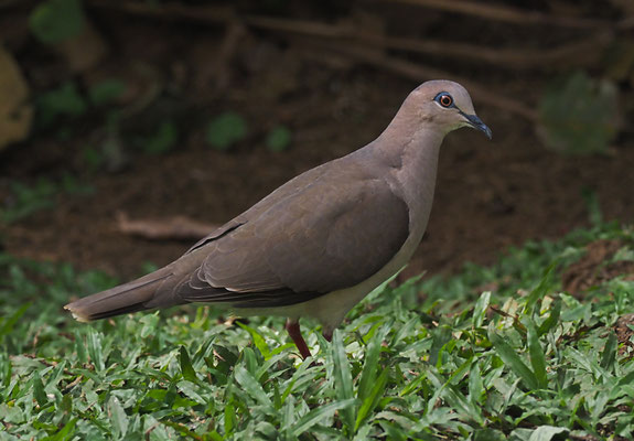 BLAURINGTAUBE, WHITE-TIPPED DOVE, LEPTOTILA VERREAUXI