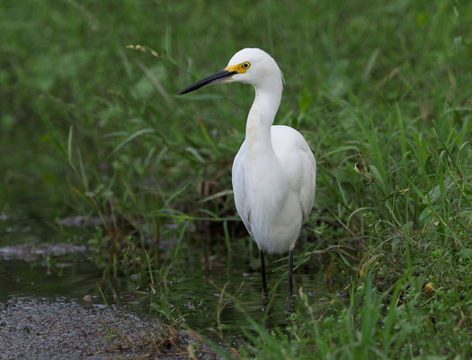 SCHMUCKREIHER, SNOWY EGRET, EGRETTA THULA