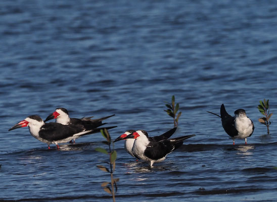 SCHWARZMANTEL-SCHERENSCHNABEL, BLACK SKIMMER, RYNCHOPS NIGER