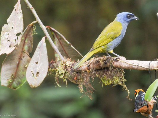 Blaukappen-Tangare, Blue-capped Tanager - Thraupis cyanocephala