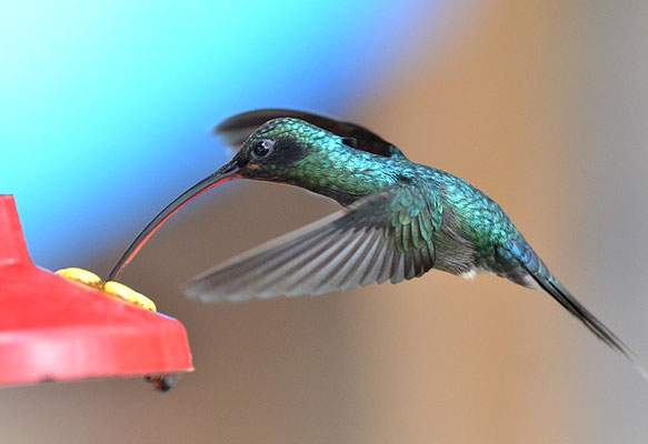 GRÜNER SCHATTENKOLIBRI, GREEN HERMIT, PHAETORNIS GUY