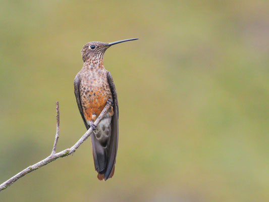 RIESENKOLIBRI, GIANT HUMMINGBIRD - PATAGONA GIGAS