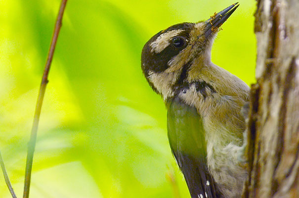 HAARSPECHT, HAIRY WOODPECKER, PICOIDES VILLOSUS 