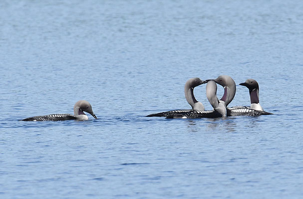 PRACHTTAUCHER, BLACK-THROATED LOON, GAVIA ARCTICA