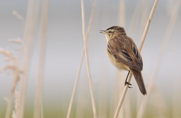SCHILFROHRSÄNGER, SEDGE WARBLER, ACROCEPHALUS SCHOENOBAENUS