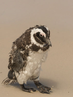 Kappinguin, african penguin, pespheniscus demersus